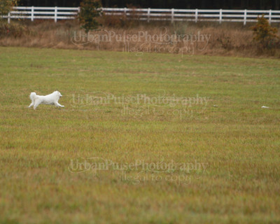 SCA2016_LURE COURSING-7461