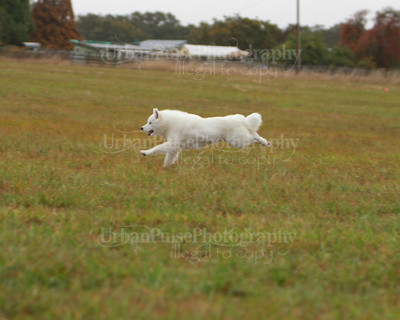 SCA2016_LURE COURSING-7383