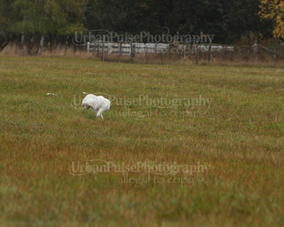SCA2016_LURE COURSING-7654