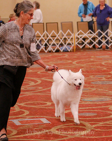 SCA2019 BEST OF-0698 BRED BY