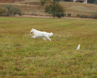 SCA2016_LURE COURSING-7806