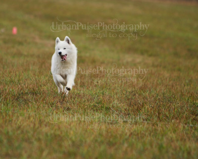 SCA2016_LURE COURSING-7408