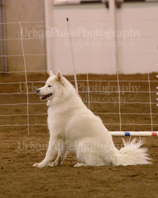 SCA2016_AG MON FAST NOVICE-3565