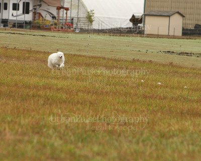 SCA2016_LURE COURSING-7269