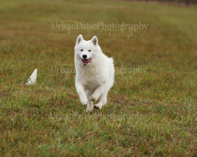 SCA2016_LURE COURSING-7414