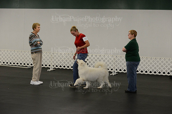 OBEDIENCE-RALLY-3858