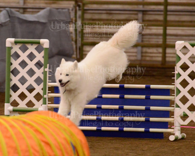 SCA2016_AG MON FAST NOVICE-3586