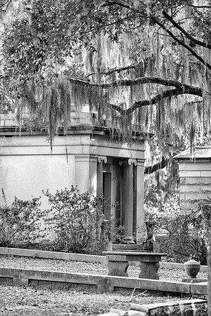 Savannah_9818