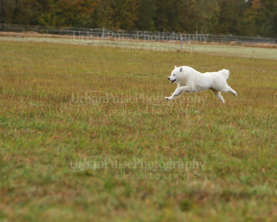 SCA2016_LURE COURSING-7380