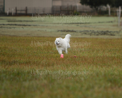 SCA2016_LURE COURSING-7505