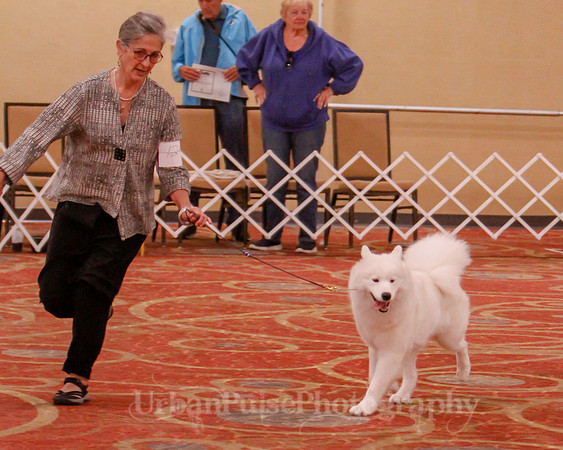 SCA2019 BEST OF-0693 BRED BY