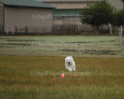 SCA2016_LURE COURSING-7504