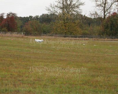 SCA2016_LURE COURSING-7433