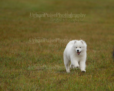 SCA2016_LURE COURSING-7544
