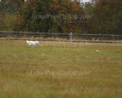 SCA2016_LURE COURSING-7493