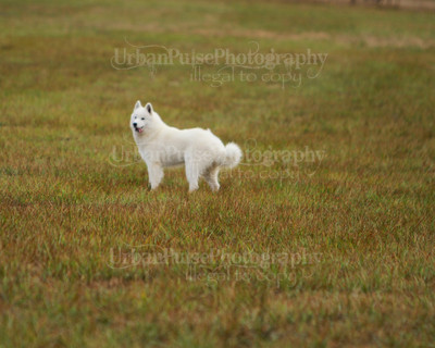 SCA2016_LURE COURSING-7401