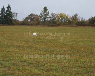 SCA2016_LURE COURSING-7458