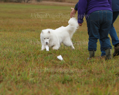 SCA2016_LURE COURSING-7480