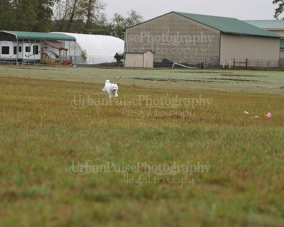 SCA2016_LURE COURSING-7443