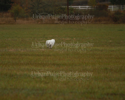 SCA2016_LURE COURSING-7518