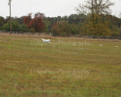 SCA2016_LURE COURSING-7432