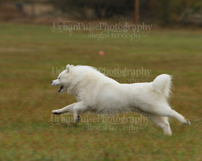 SCA2016_LURE COURSING-7599