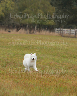 SCA2016_LURE COURSING-7740