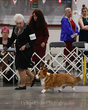 CWCCA MEGAN RED-SABLE D-2792