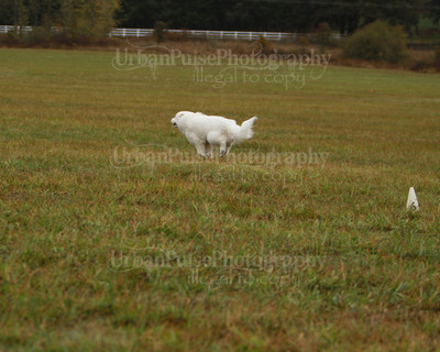 SCA2016_LURE COURSING-7512