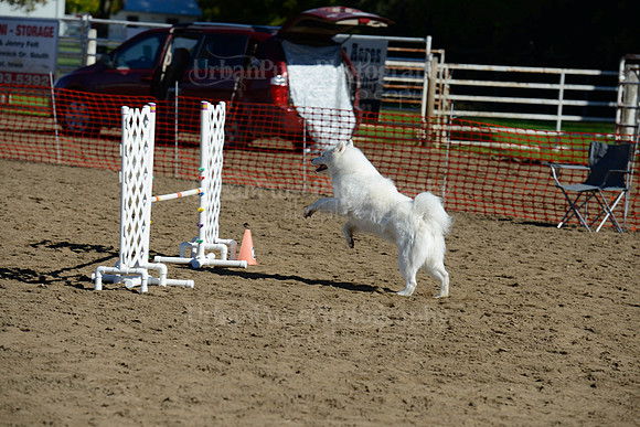 AGILITY-1890