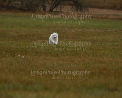 SCA2016_LURE COURSING-7531
