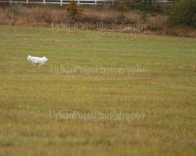 SCA2016_LURE COURSING-7464