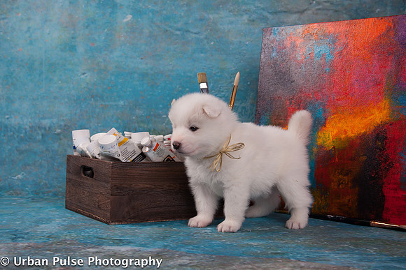 MaterxMayaPups4weeks-8486