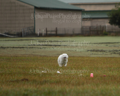 SCA2016_LURE COURSING-7501