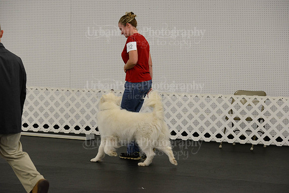 OBEDIENCE-RALLY-3847