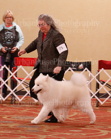 SCA2019 D BRED BY-9634