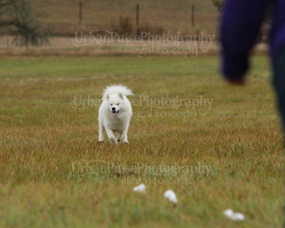 SCA2016_LURE COURSING-7632