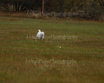 SCA2016_LURE COURSING-7522