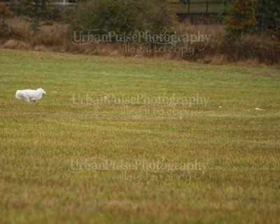 SCA2016_LURE COURSING-7466