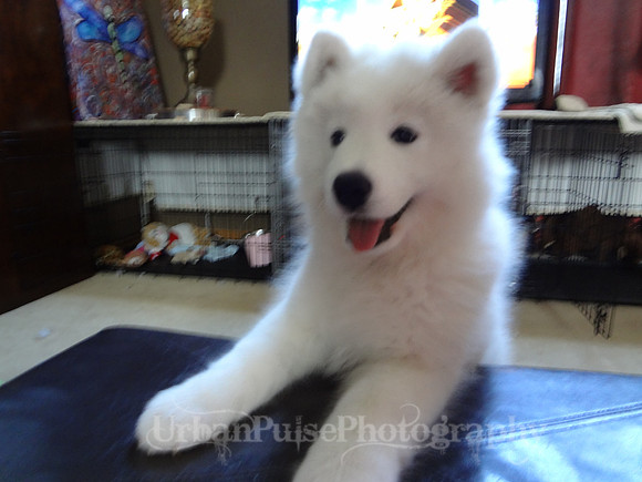 PEPSI-DSC01254