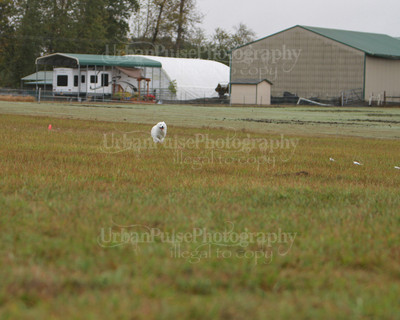 SCA2016_LURE COURSING-7441