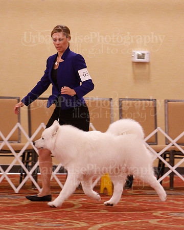 SCA2019 D BRED BY-9616