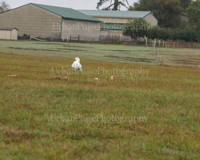 SCA2016_LURE COURSING-7790