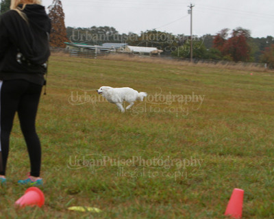 SCA2016_LURE COURSING-7678