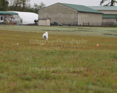 SCA2016_LURE COURSING-7445