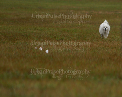 SCA2016_LURE COURSING-7539
