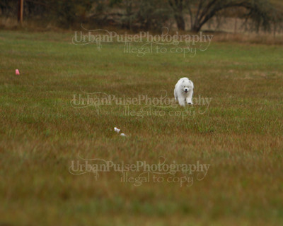 SCA2016_LURE COURSING-7530