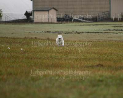 SCA2016_LURE COURSING-7496