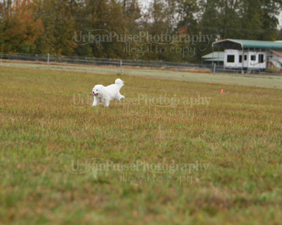 SCA2016_LURE COURSING-7449