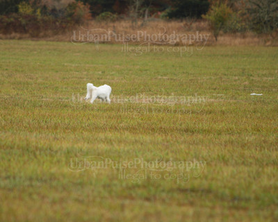 SCA2016_LURE COURSING-7459